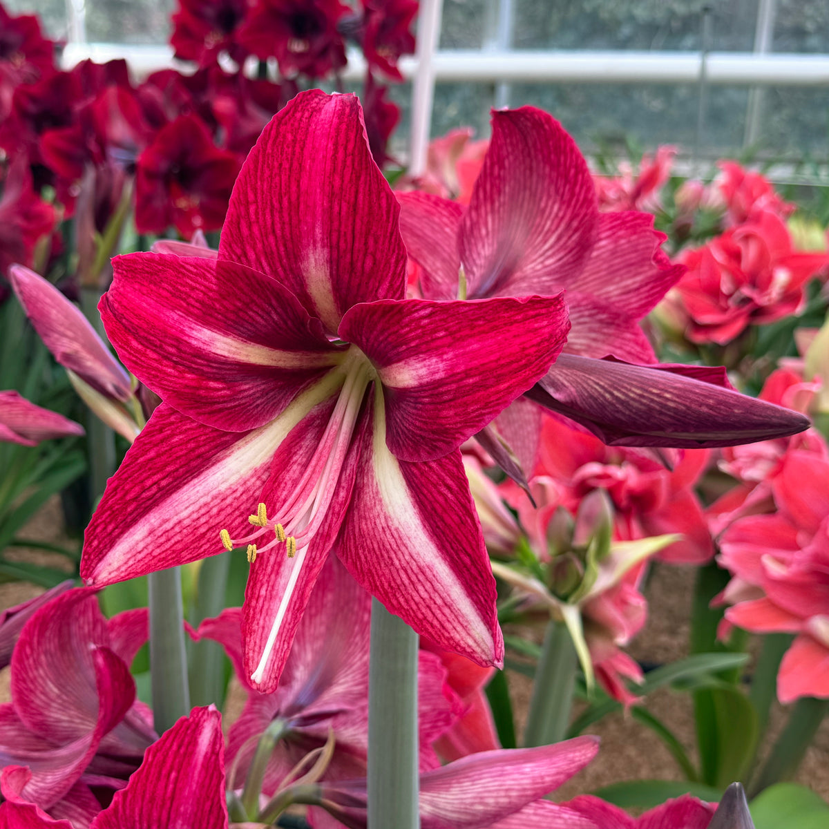 Amaryllis Nr. 180.30-1