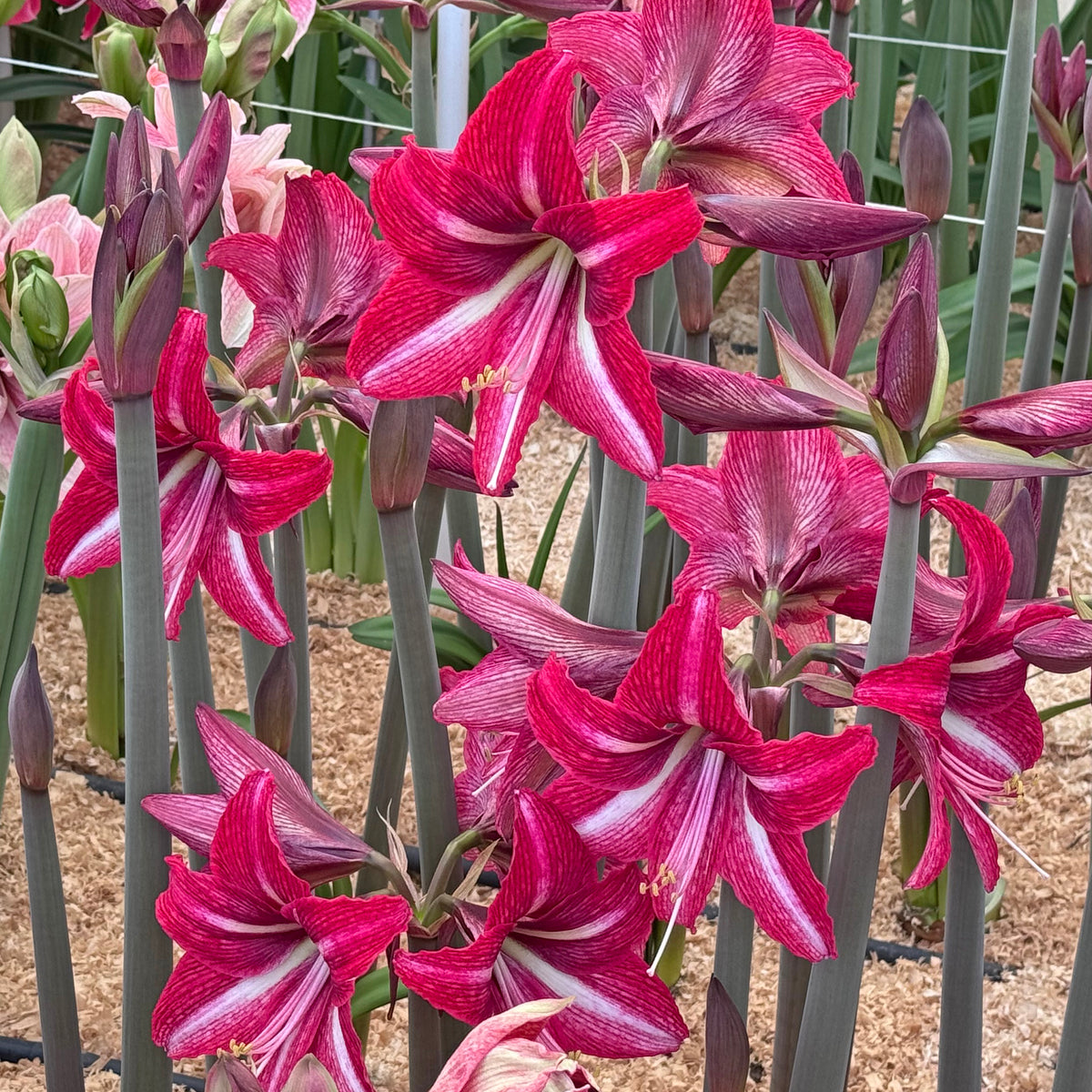 Amaryllis Nr. 180.30-1