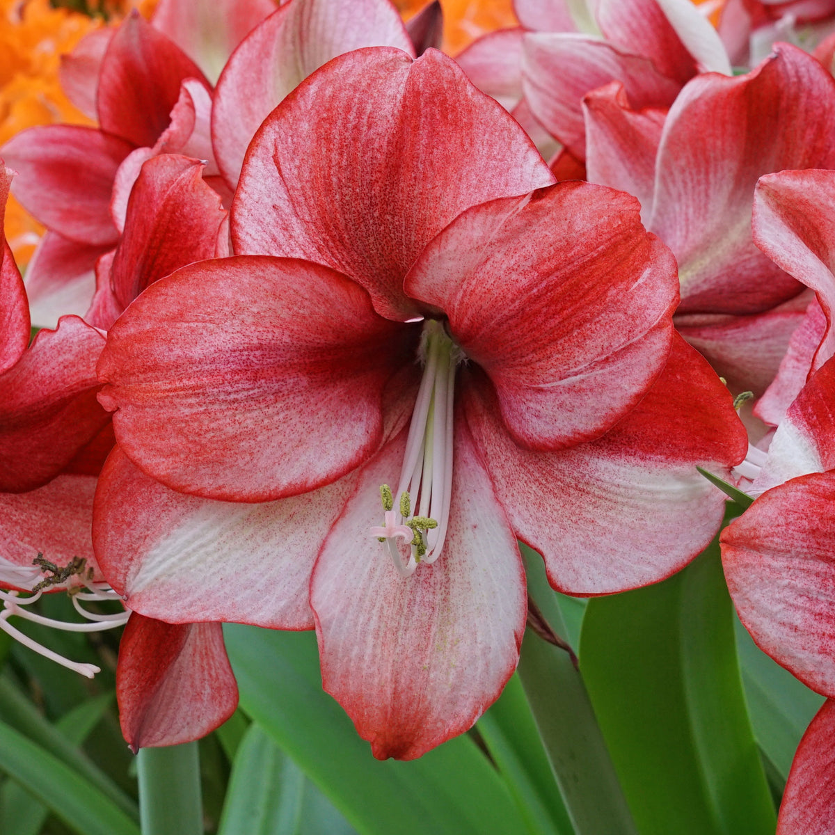 Amaryllis Nr. 2012-2