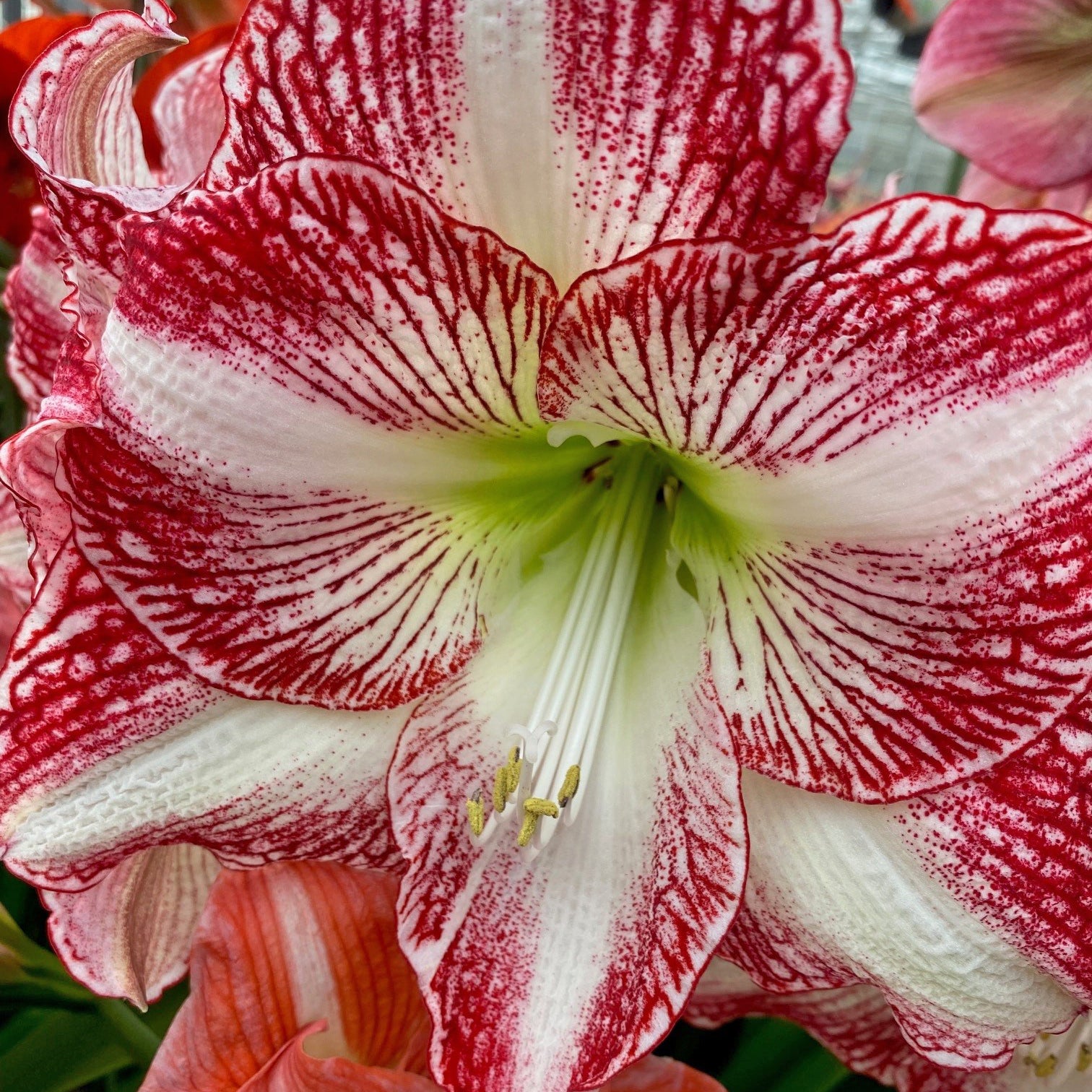 Amaryllis No. 96175-B (Hippeastrum) | per 1 piece from Fluwel