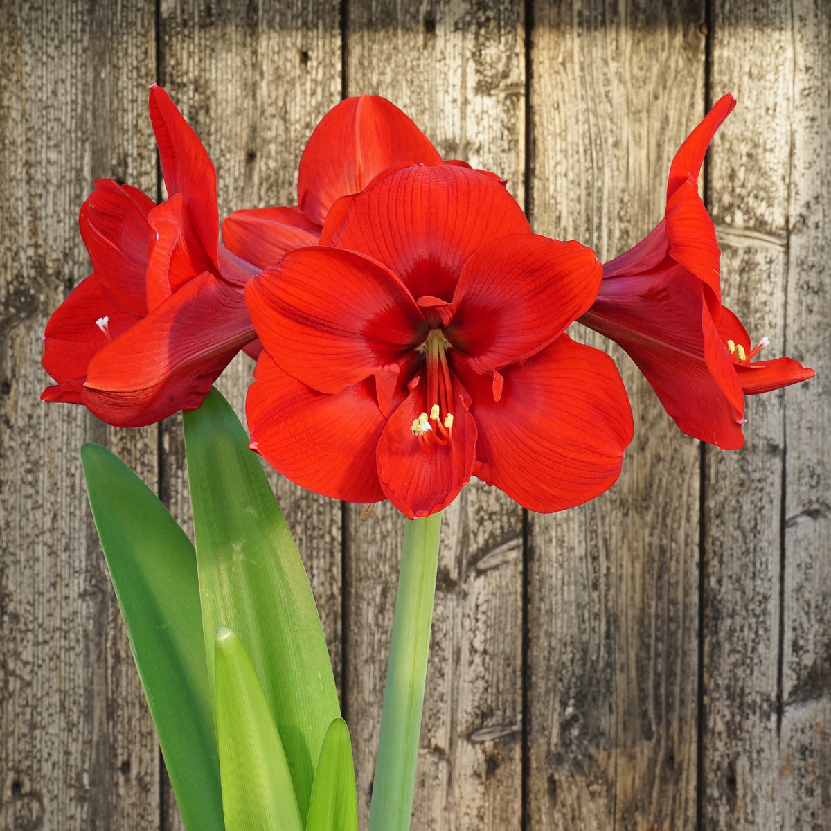 Amaryllis Nr. 15-01