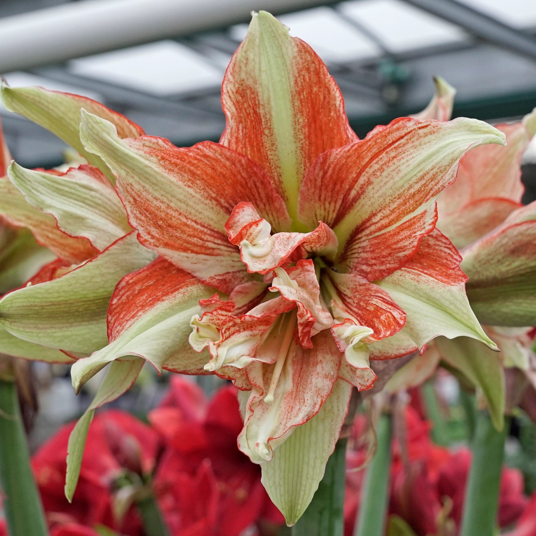 Amaryllis Bentley