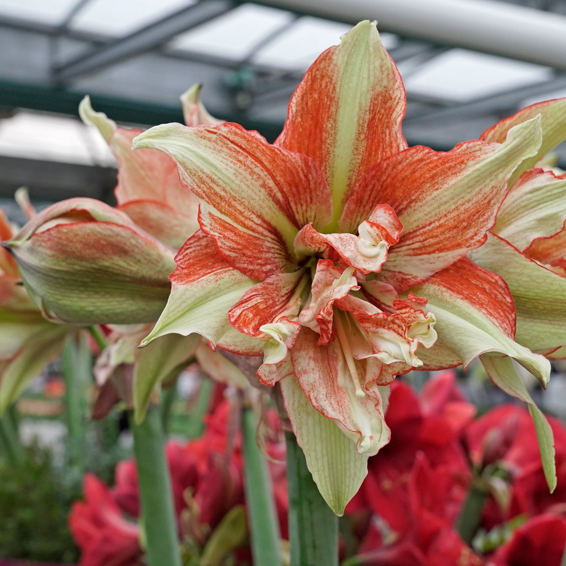 Amaryllis Bentley