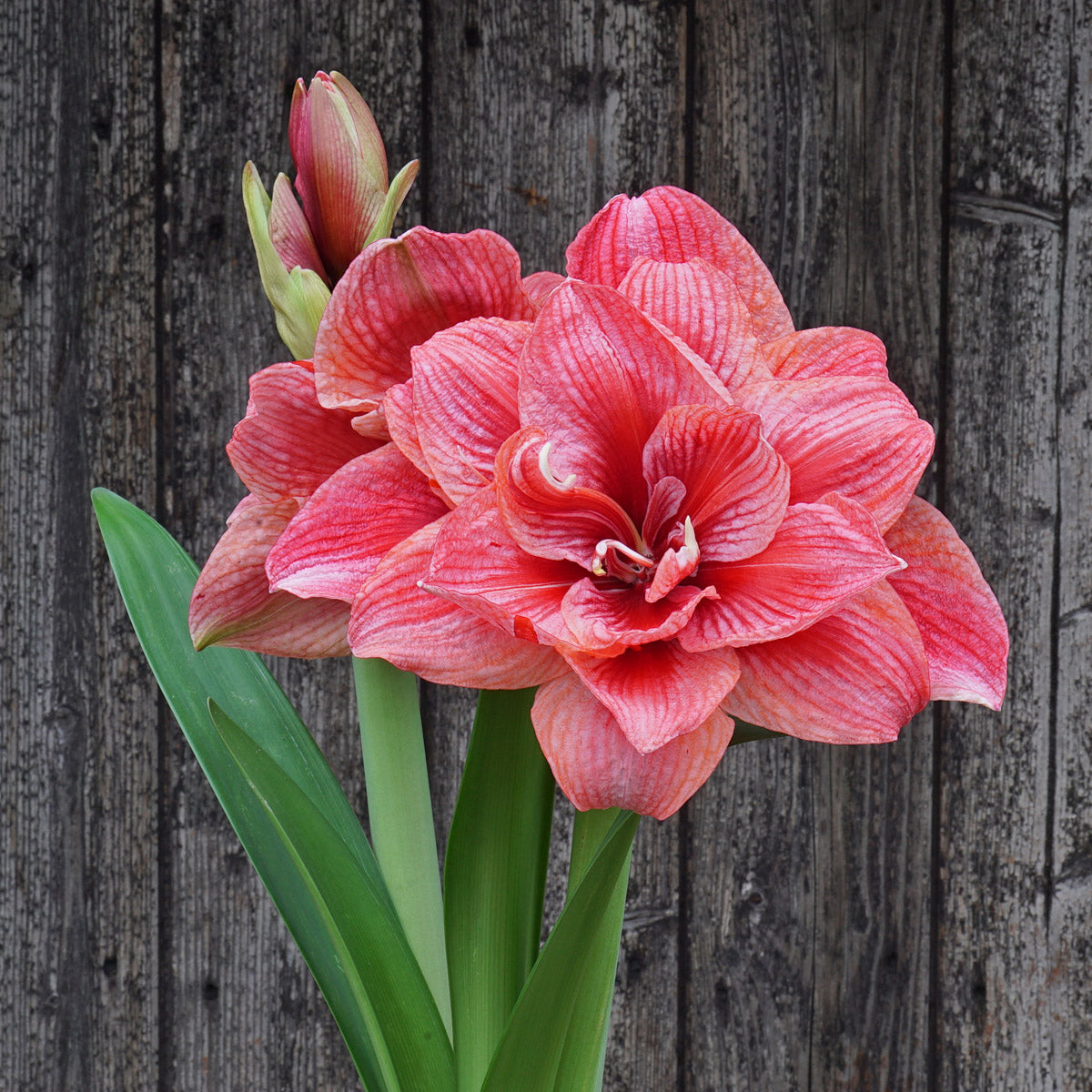 Amaryllis Cherry Amadeus