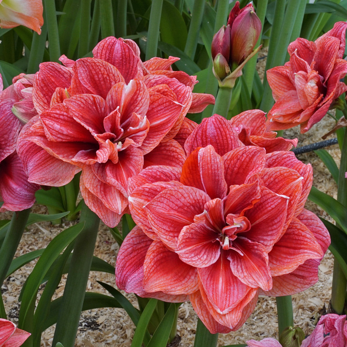Amaryllis Cherry Amadeus