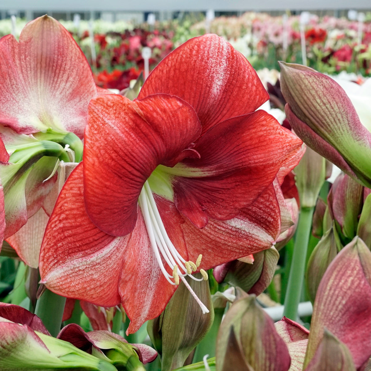 Amaryllis Coral Flame