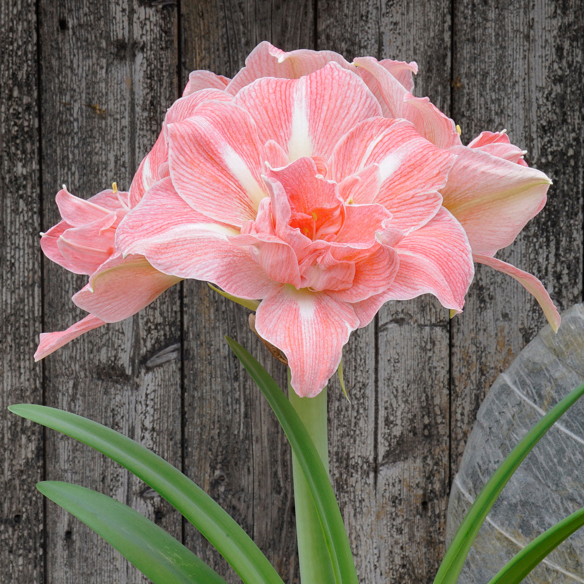 Amaryllis Lovely Nymph