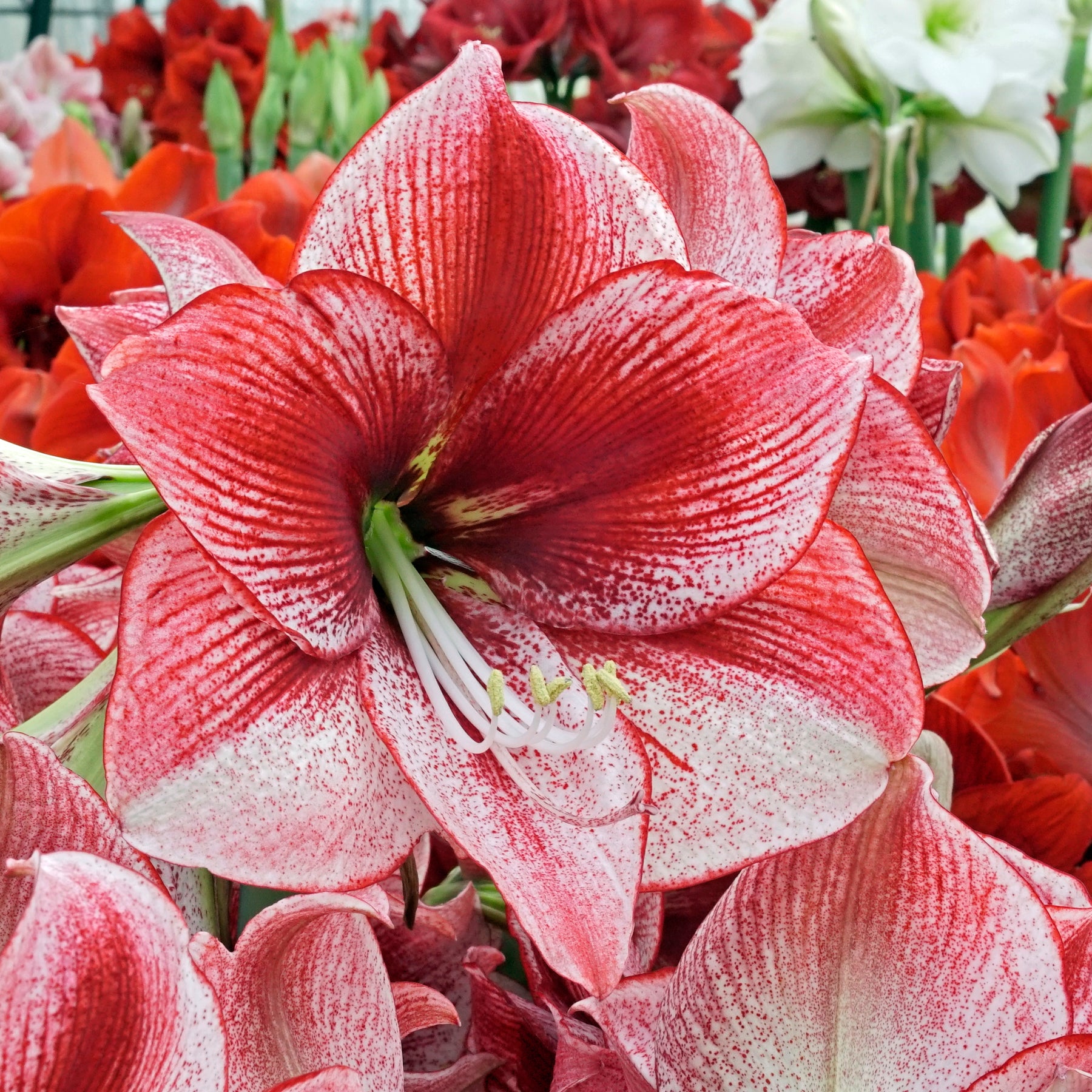 Amaryllis Maestro