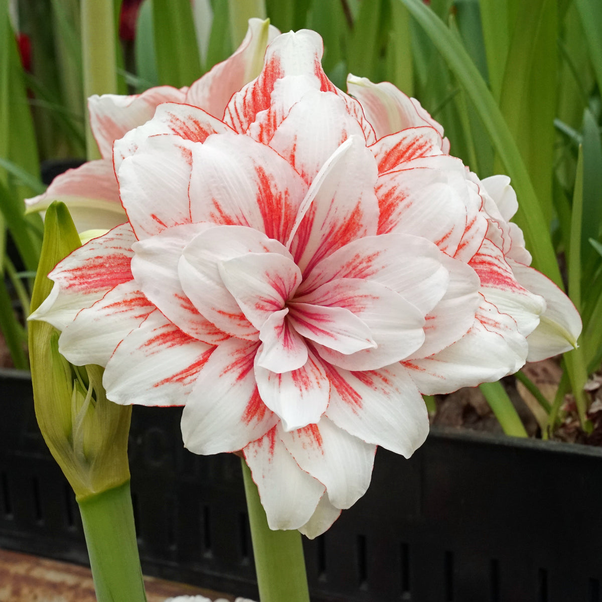 Amaryllis Princess Madeleine