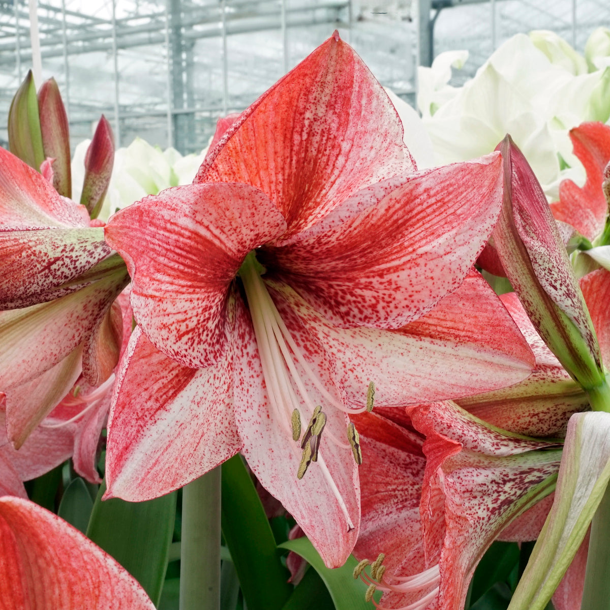 Amaryllis Revelation