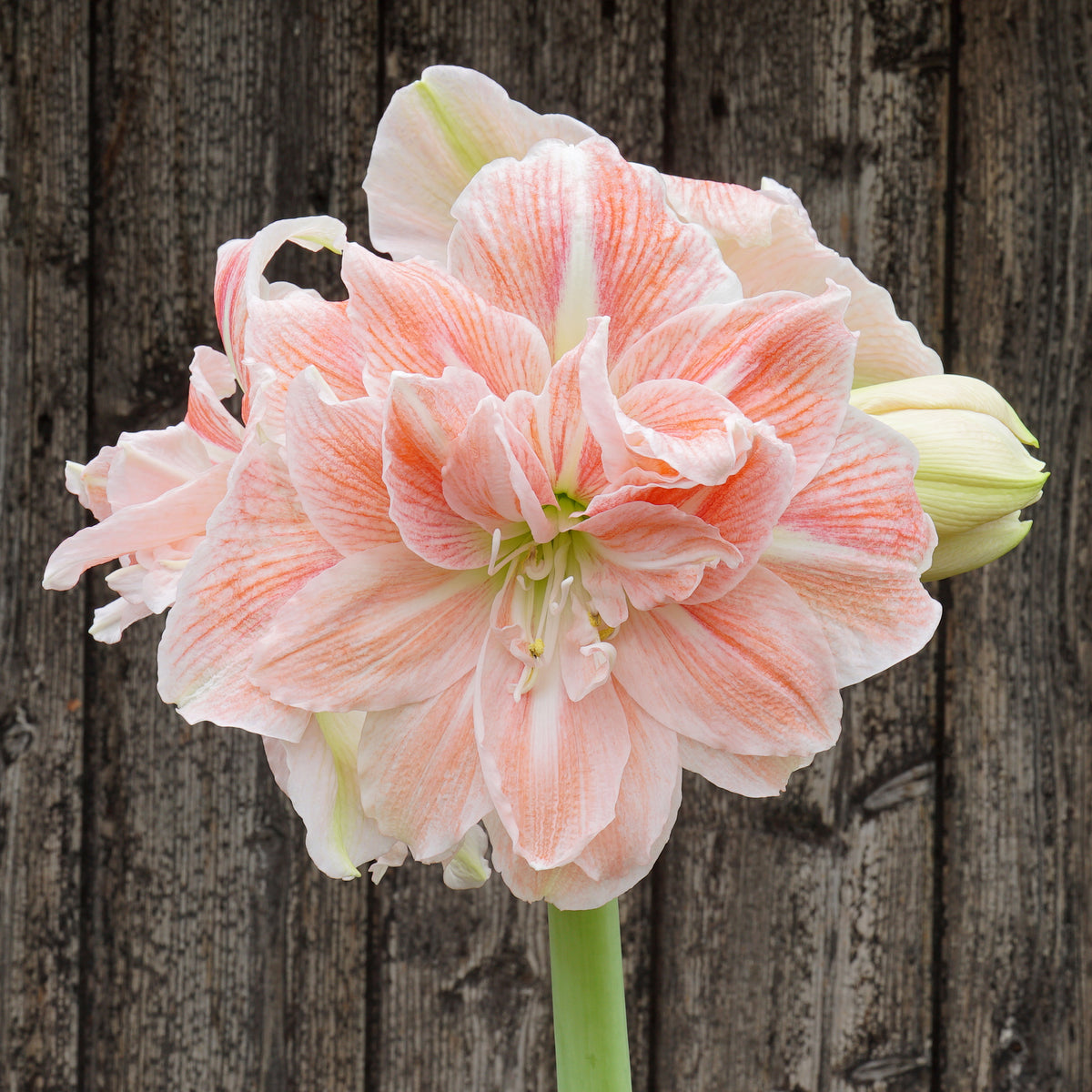 Amaryllis Sweet Amadeus