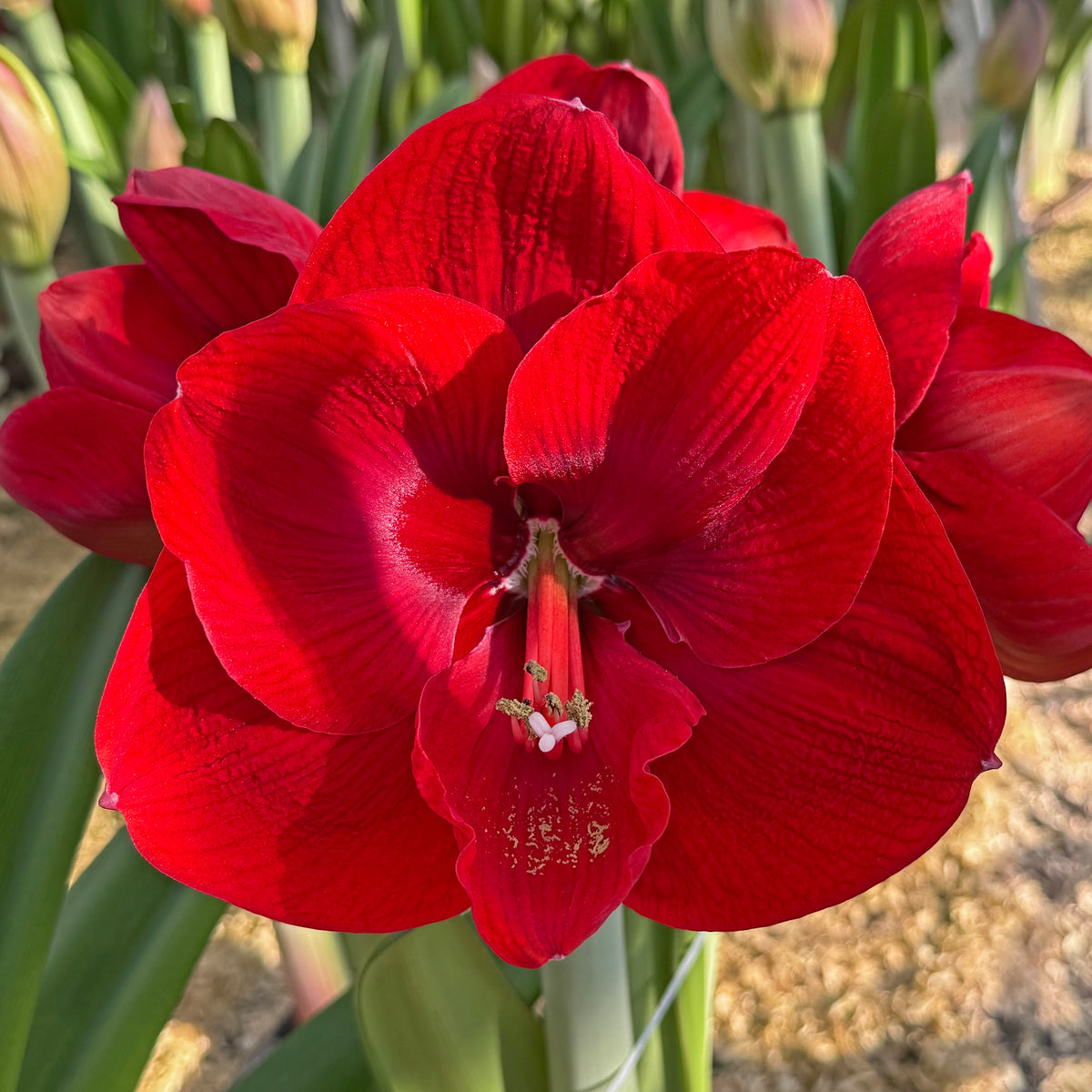 Amaryllis Tempranillo