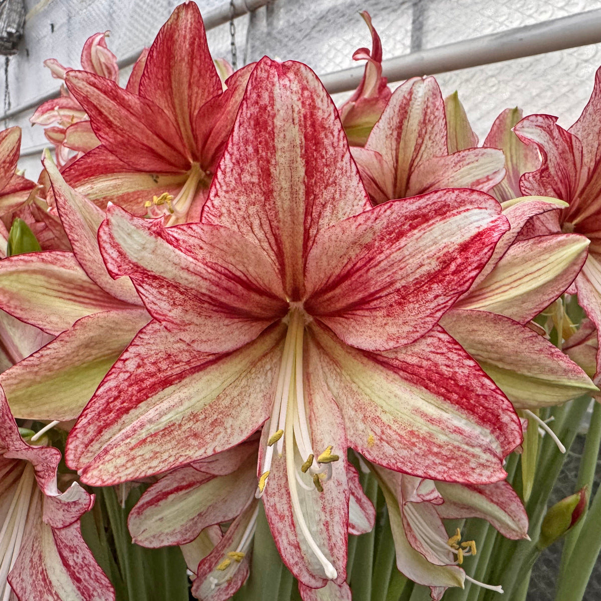 Amaryllis Vincent