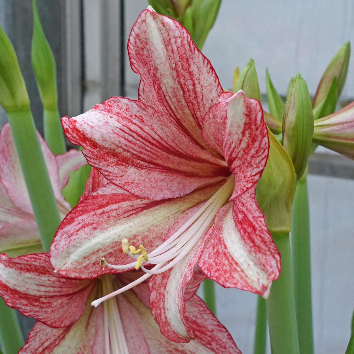 Amaryllis Vincent
