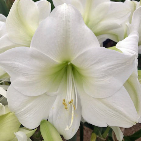 Amaryllis White Sky