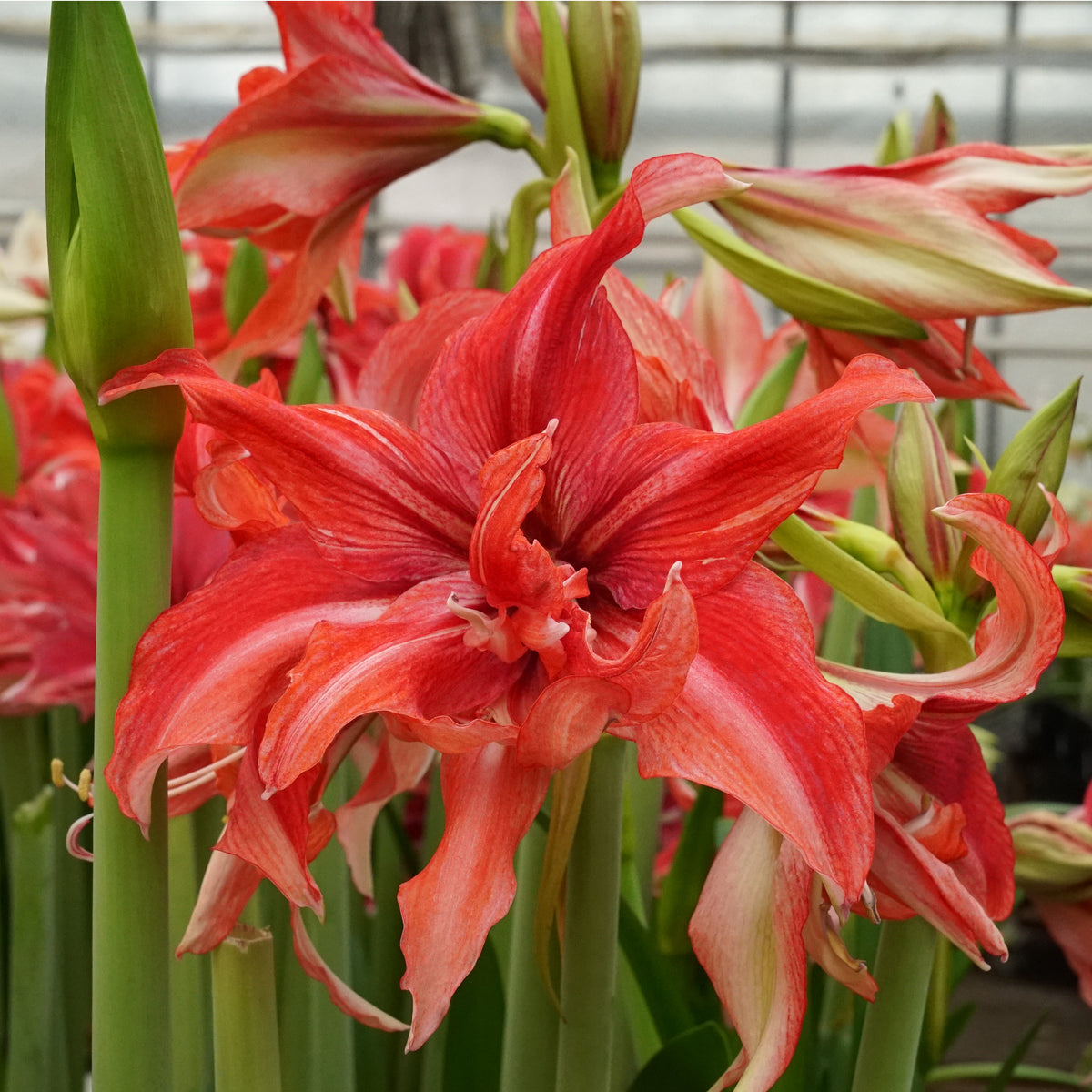 Amaryllis Wild Romance