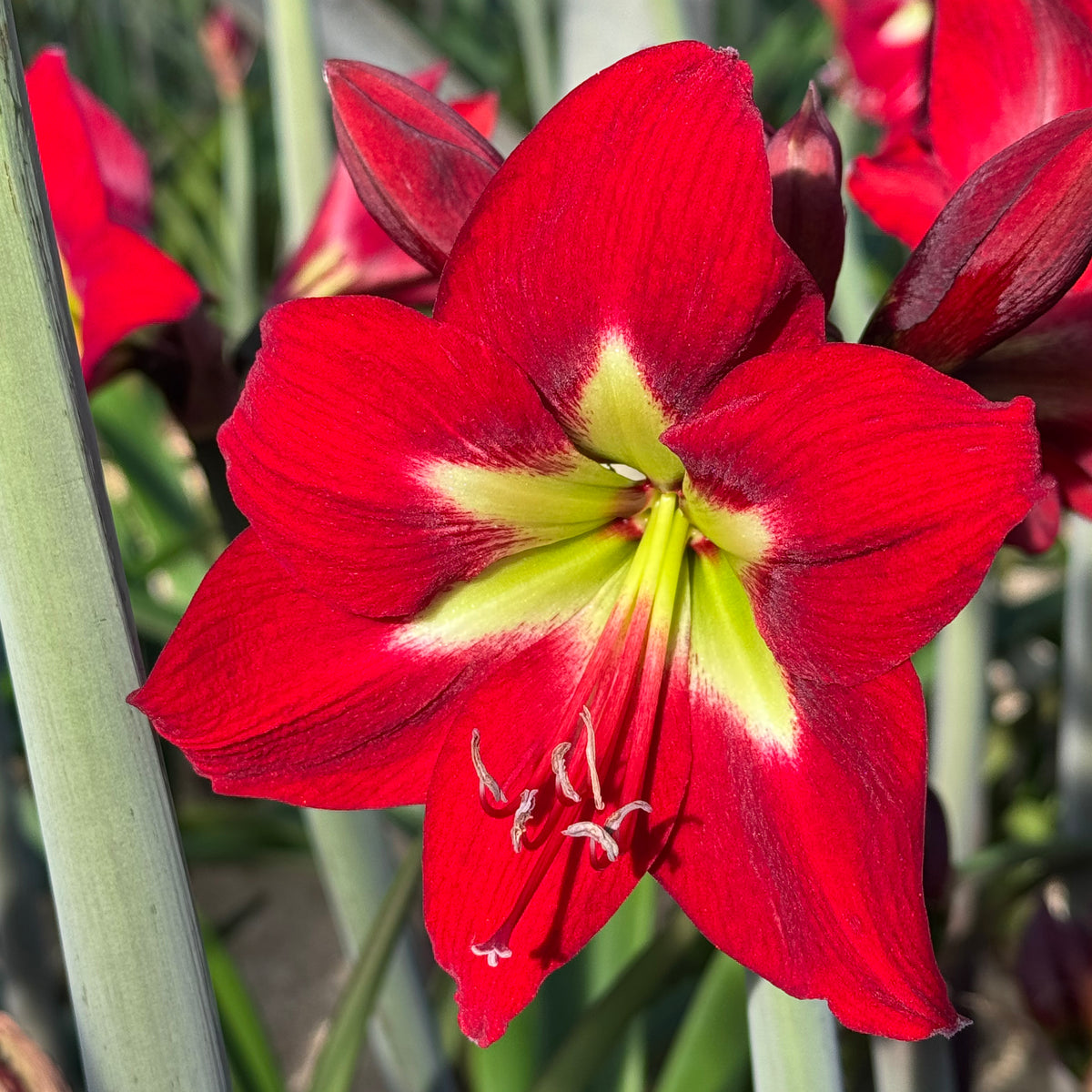 Amaryllis Ibiza