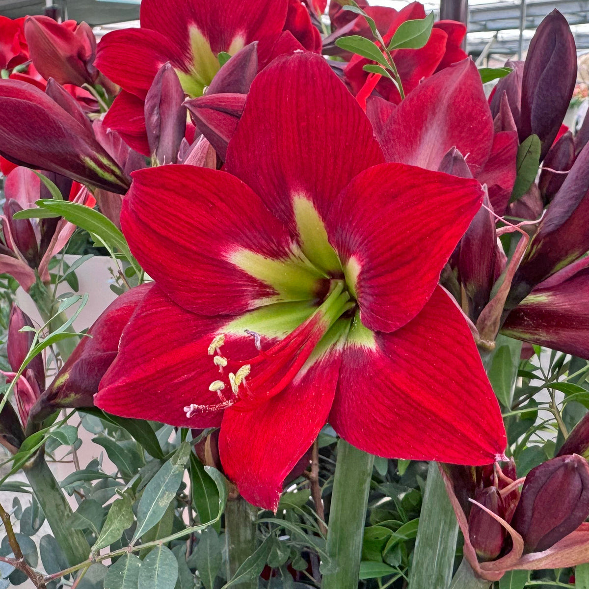 Amaryllis Ibiza