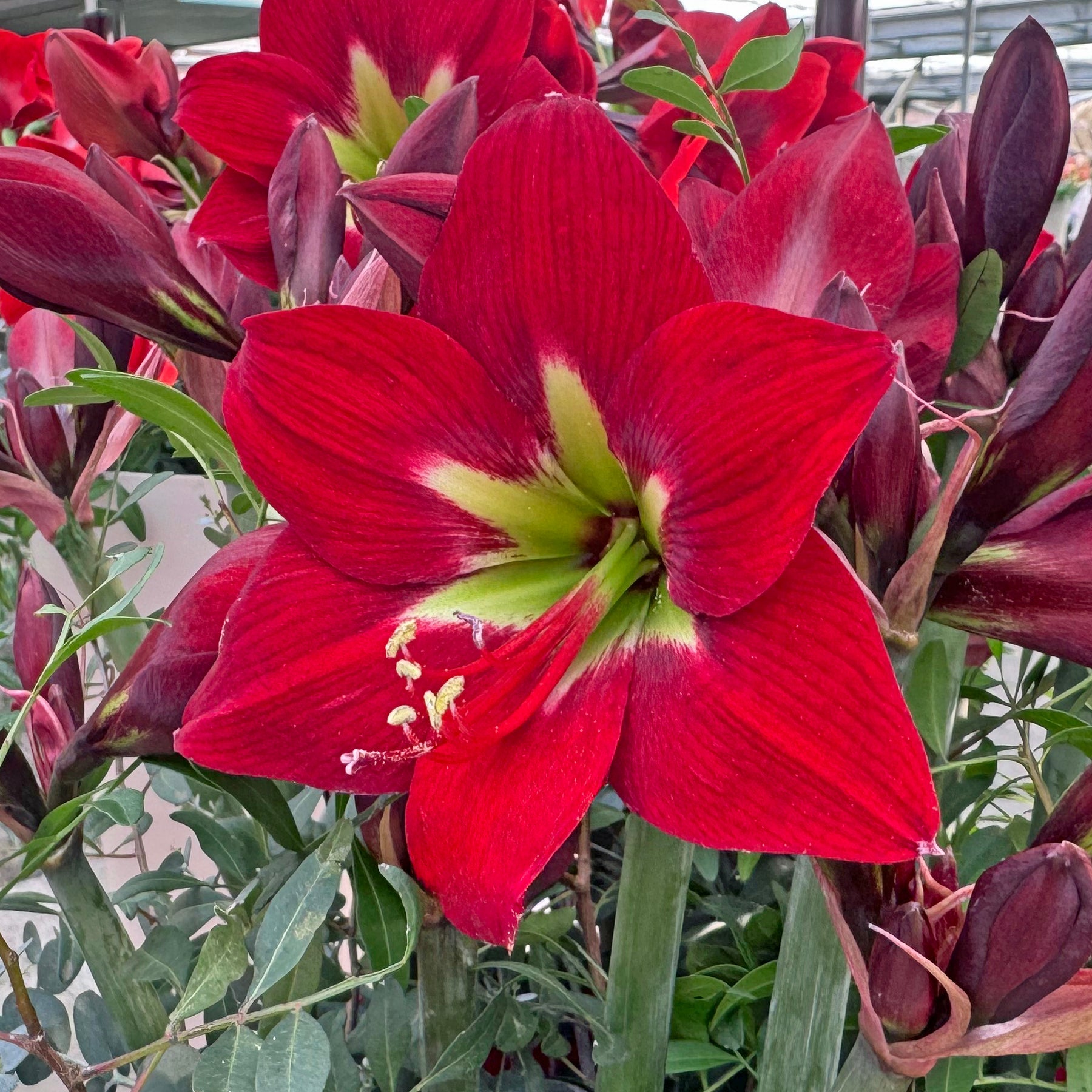 Amaryllis Ibiza
