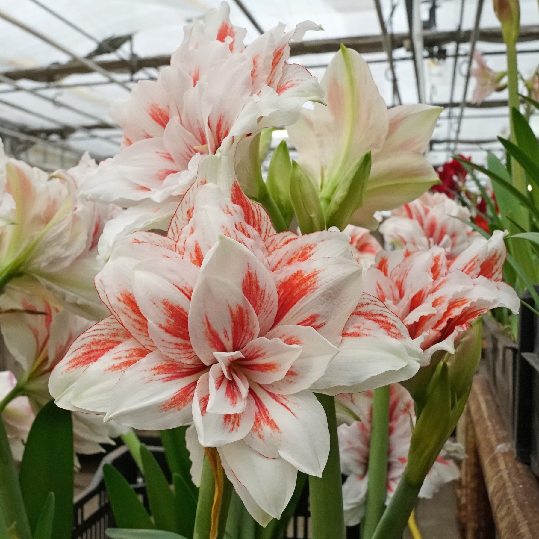 Amaryllis Princess Madeleine