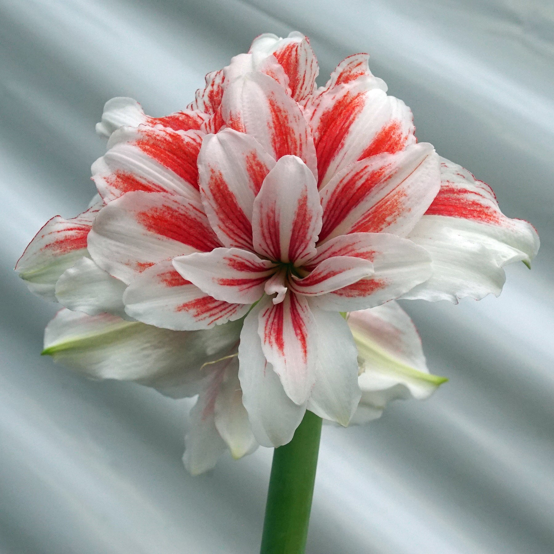 Amaryllis Princess Madeleine