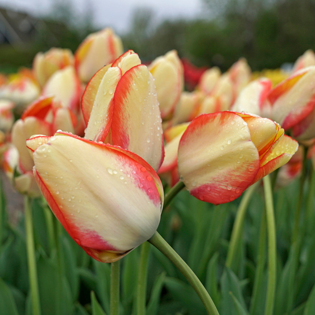 Beauty of Spring