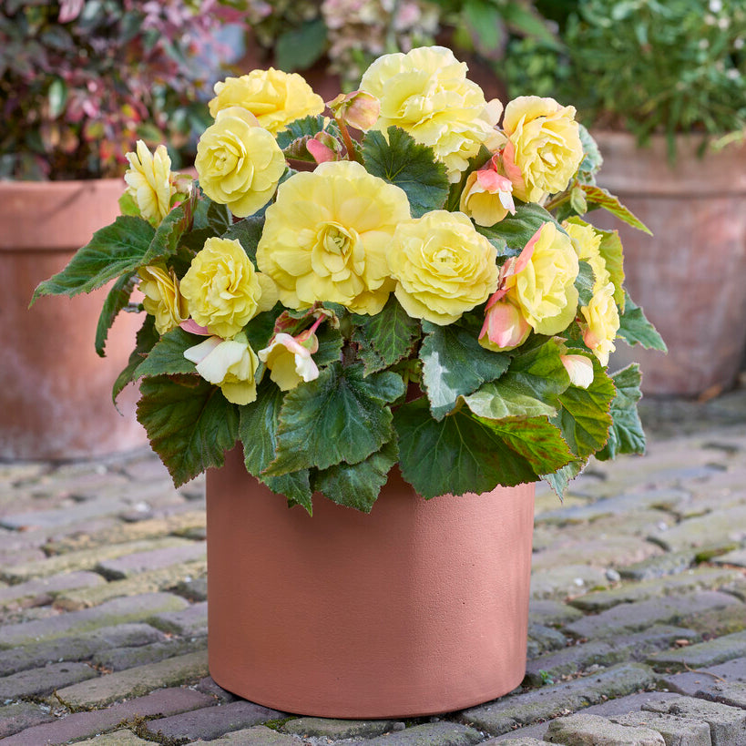 Begonia Non-Stop Yellow