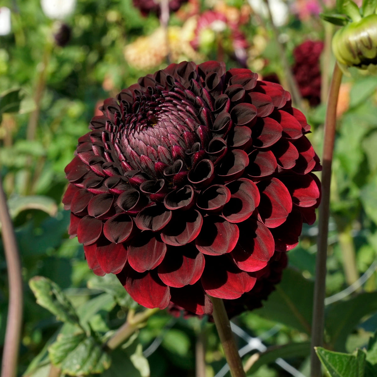 Black dahlia flower deals
