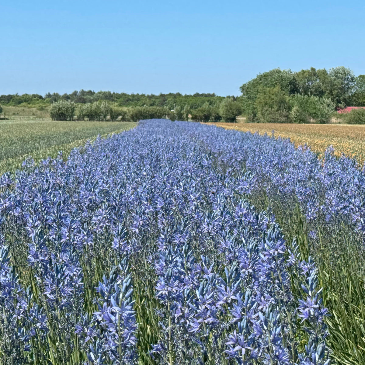 Camassia Blue Candle