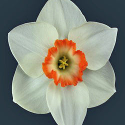 Cherry Glow