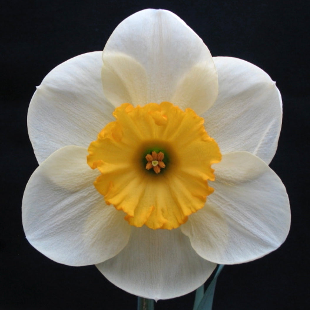 Citronita