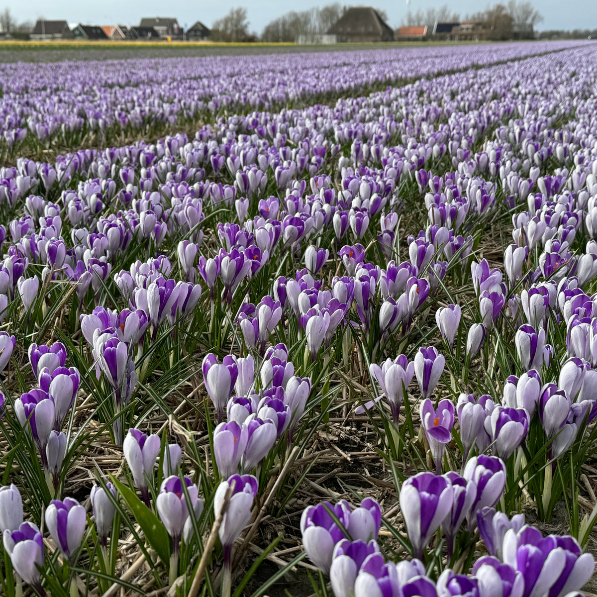 Product picture Crocus Whale Shark