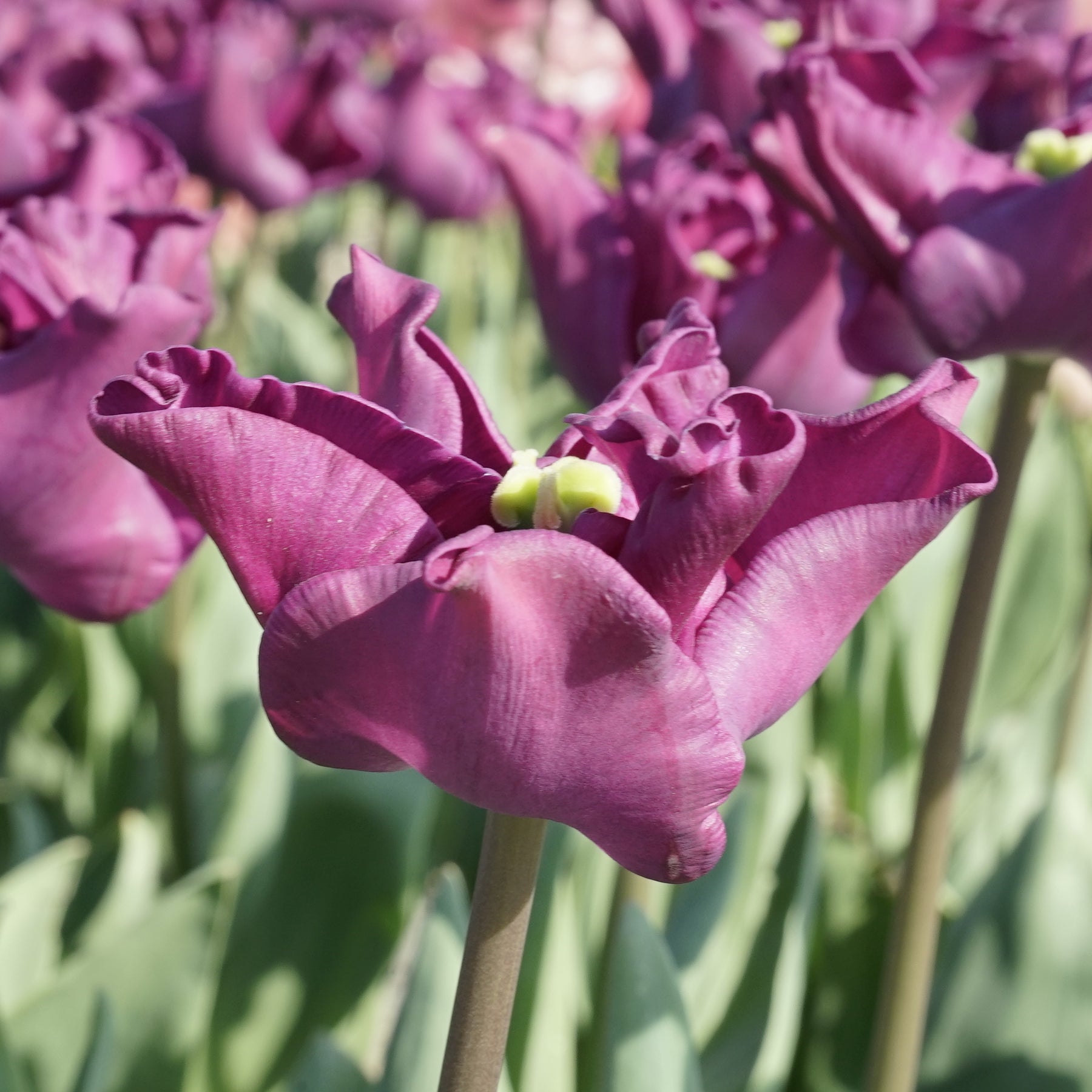 Product picture Tulip Crown of Negrita