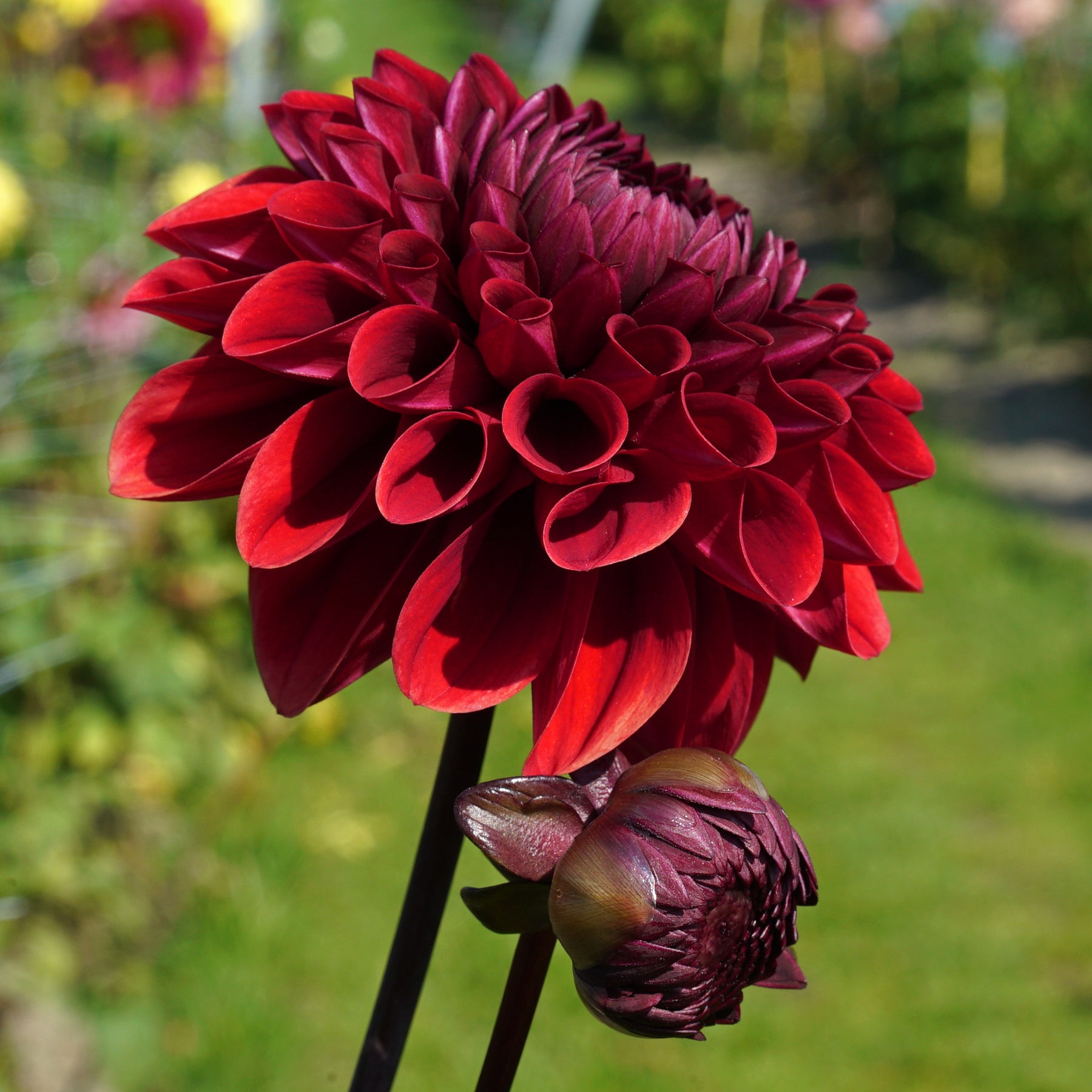 Dahlia Baccara