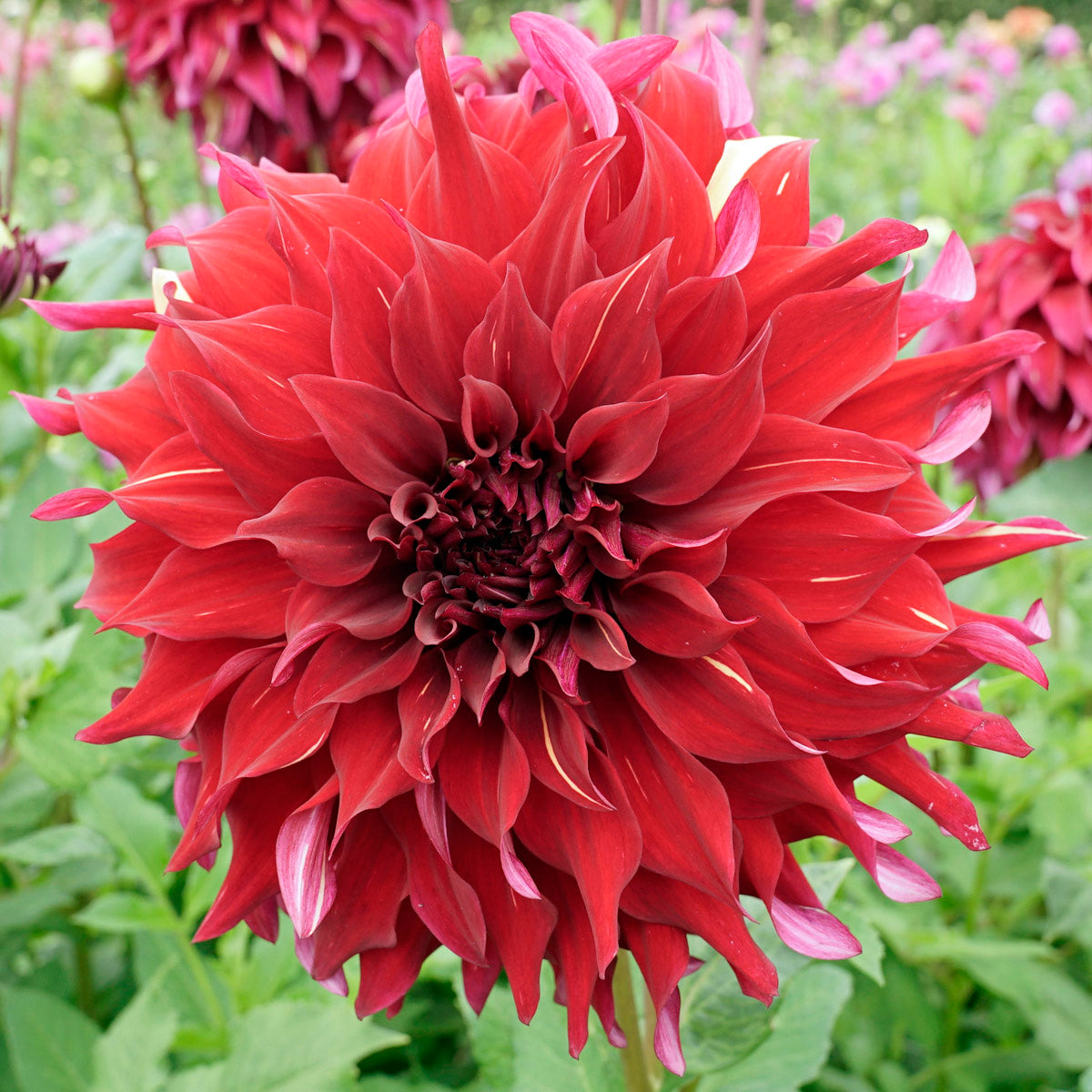 Dahlia Bohemian Spartacus