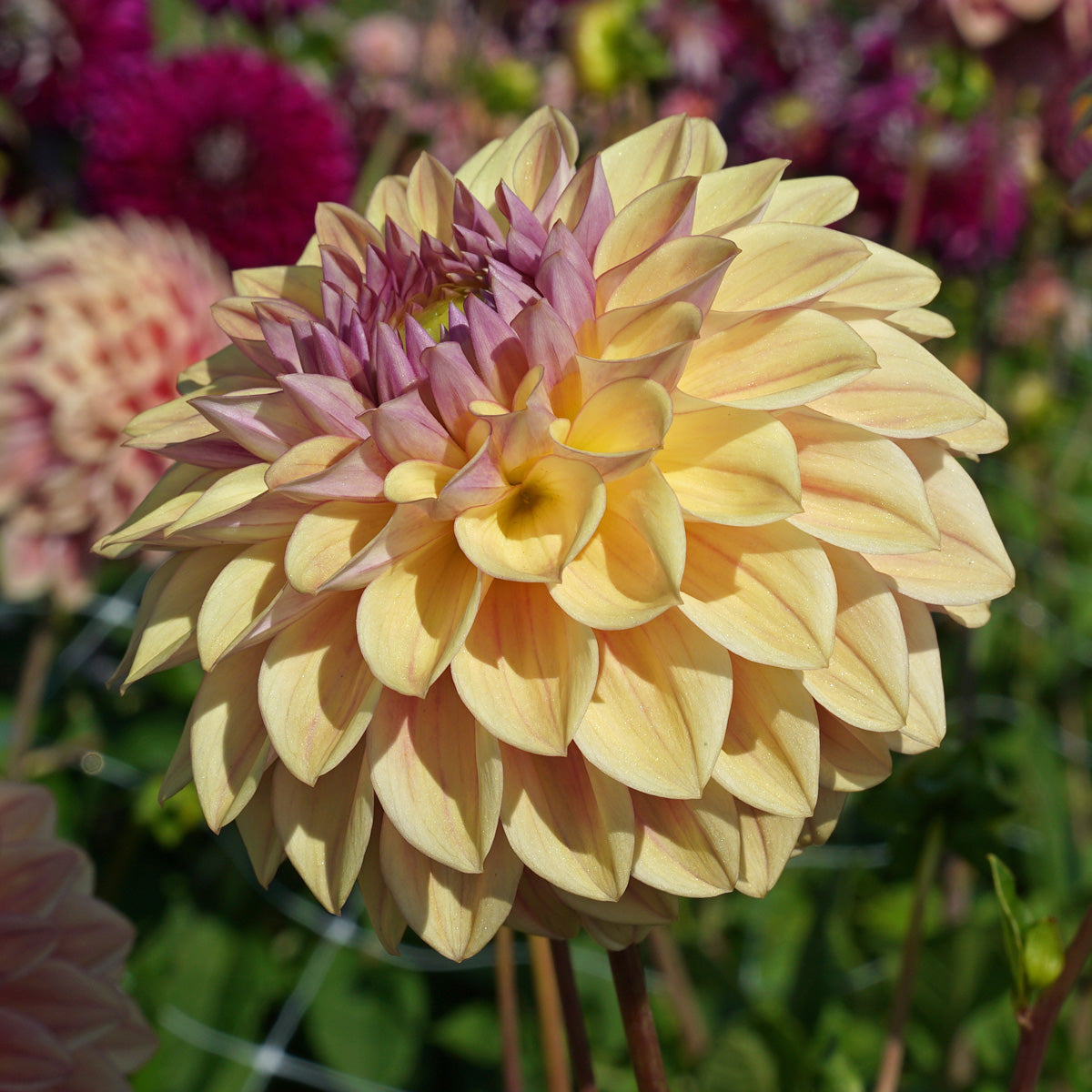 Dahlia Dusty Beauty