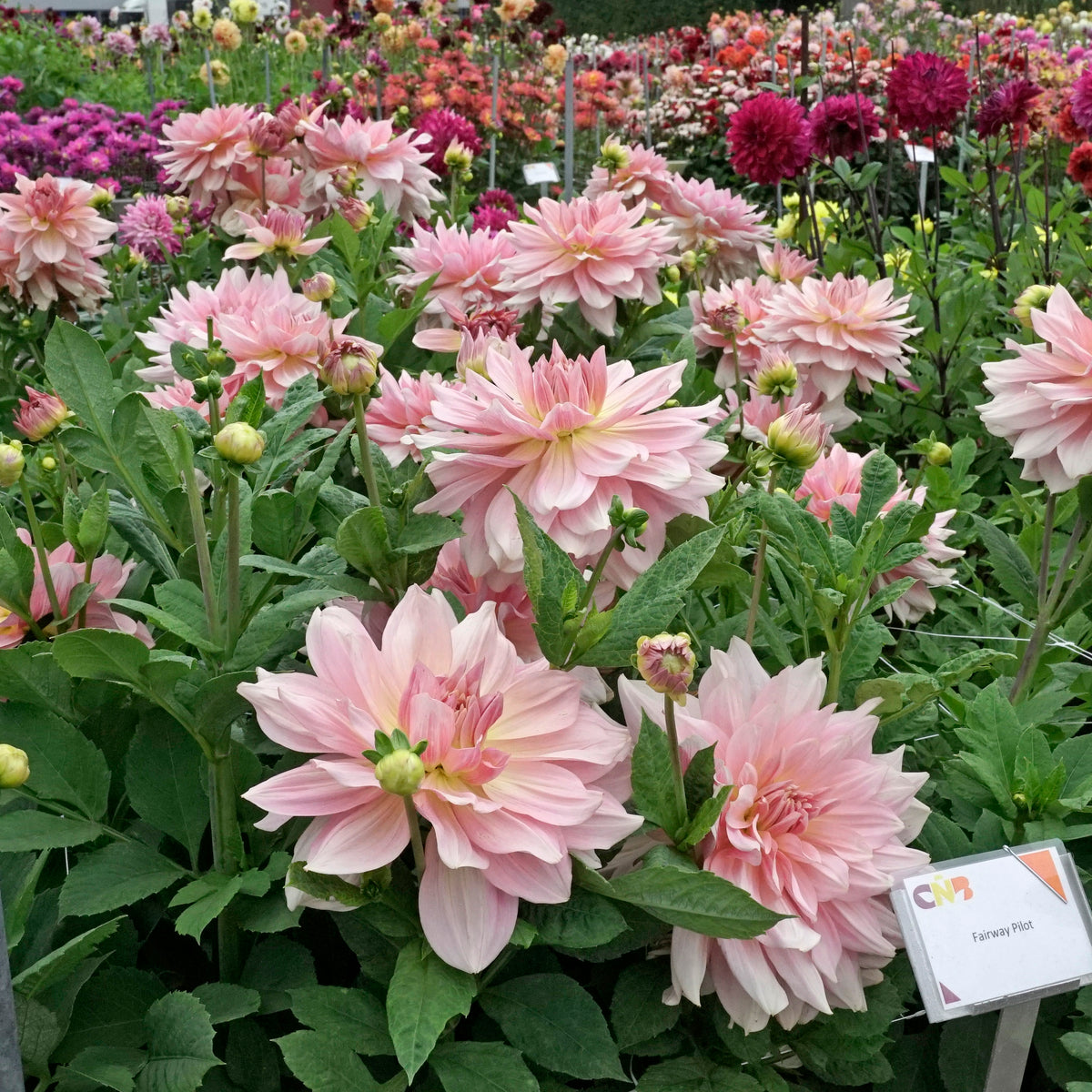 Dahlia Fairway Pilot