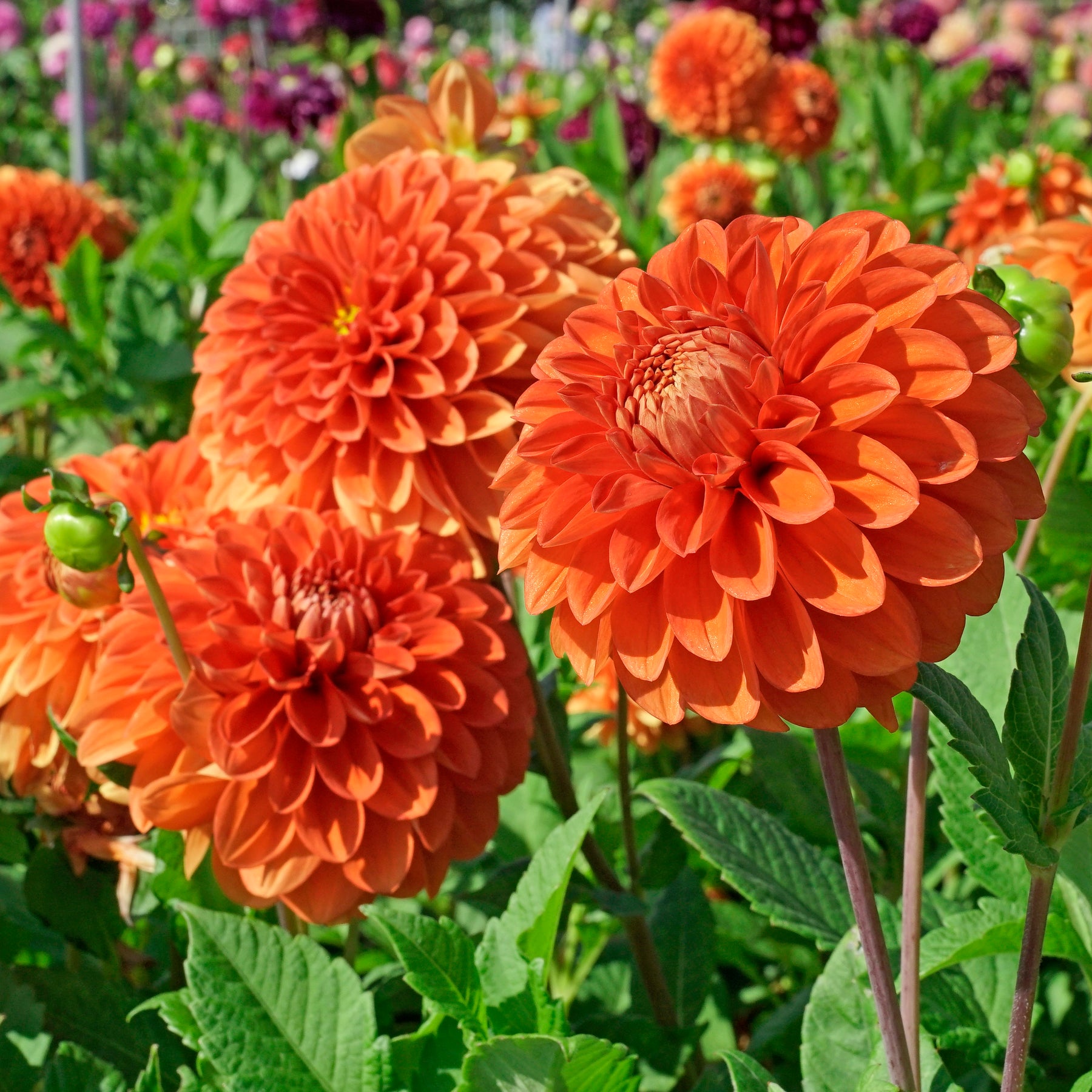 Dahlia Happy Halloween