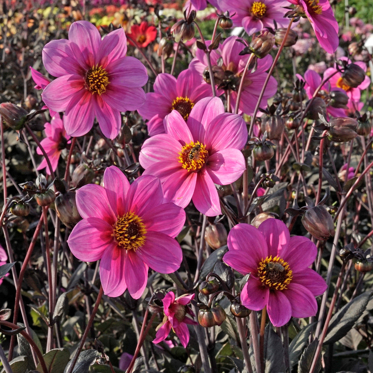 Dahlia Happy Single Juliet