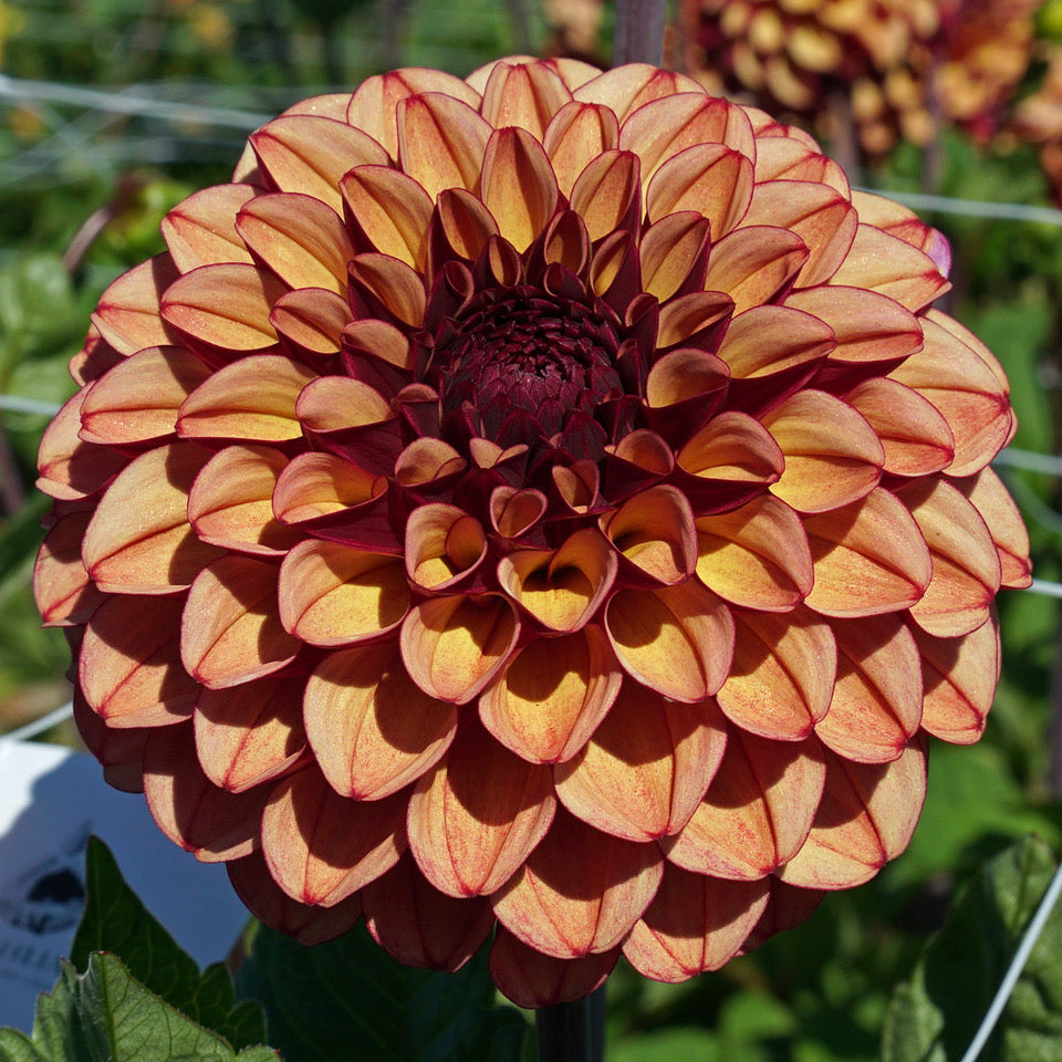 Dahlia High Fidelity