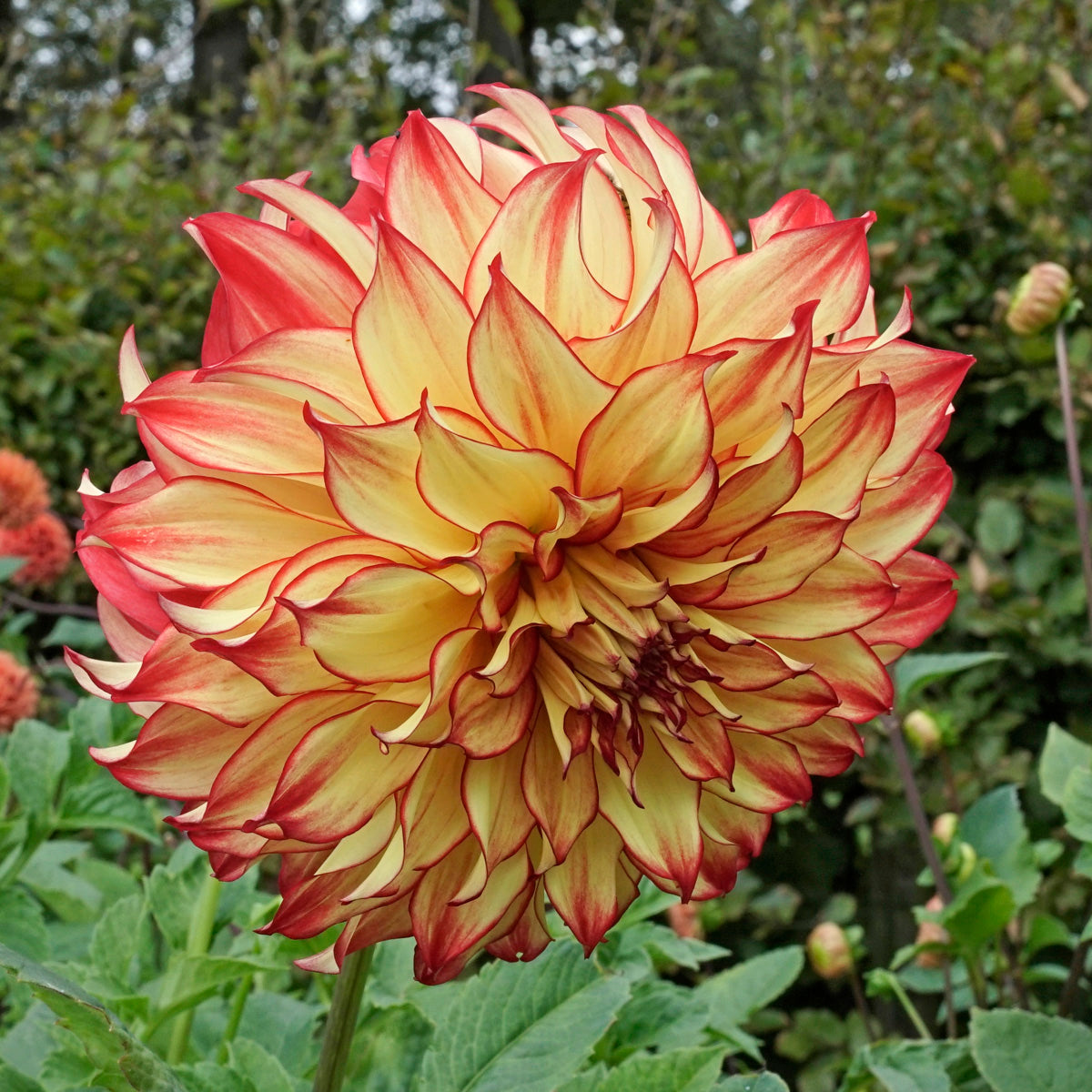 Dahlia Lady Darlene