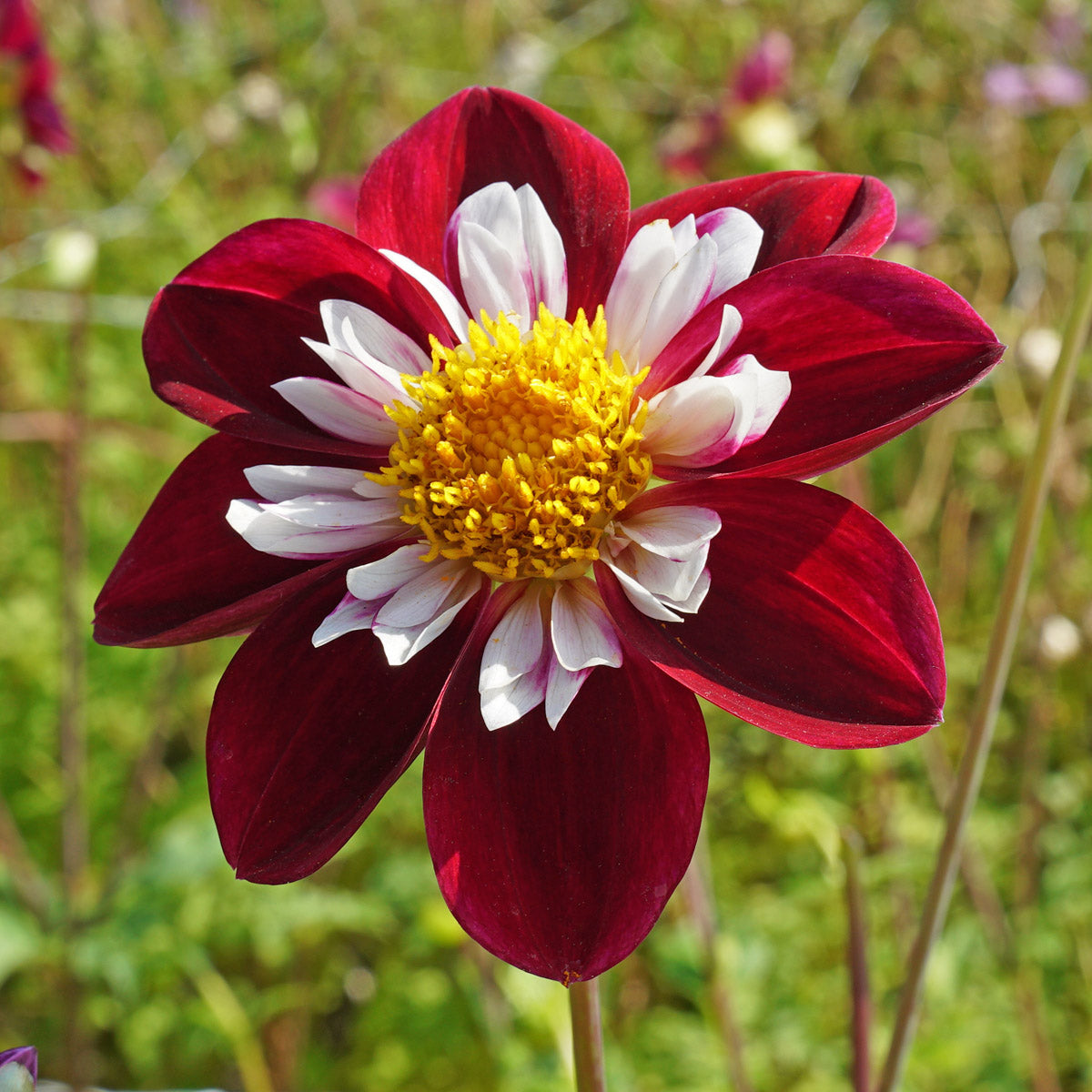 Dahlia Mary Evelyn