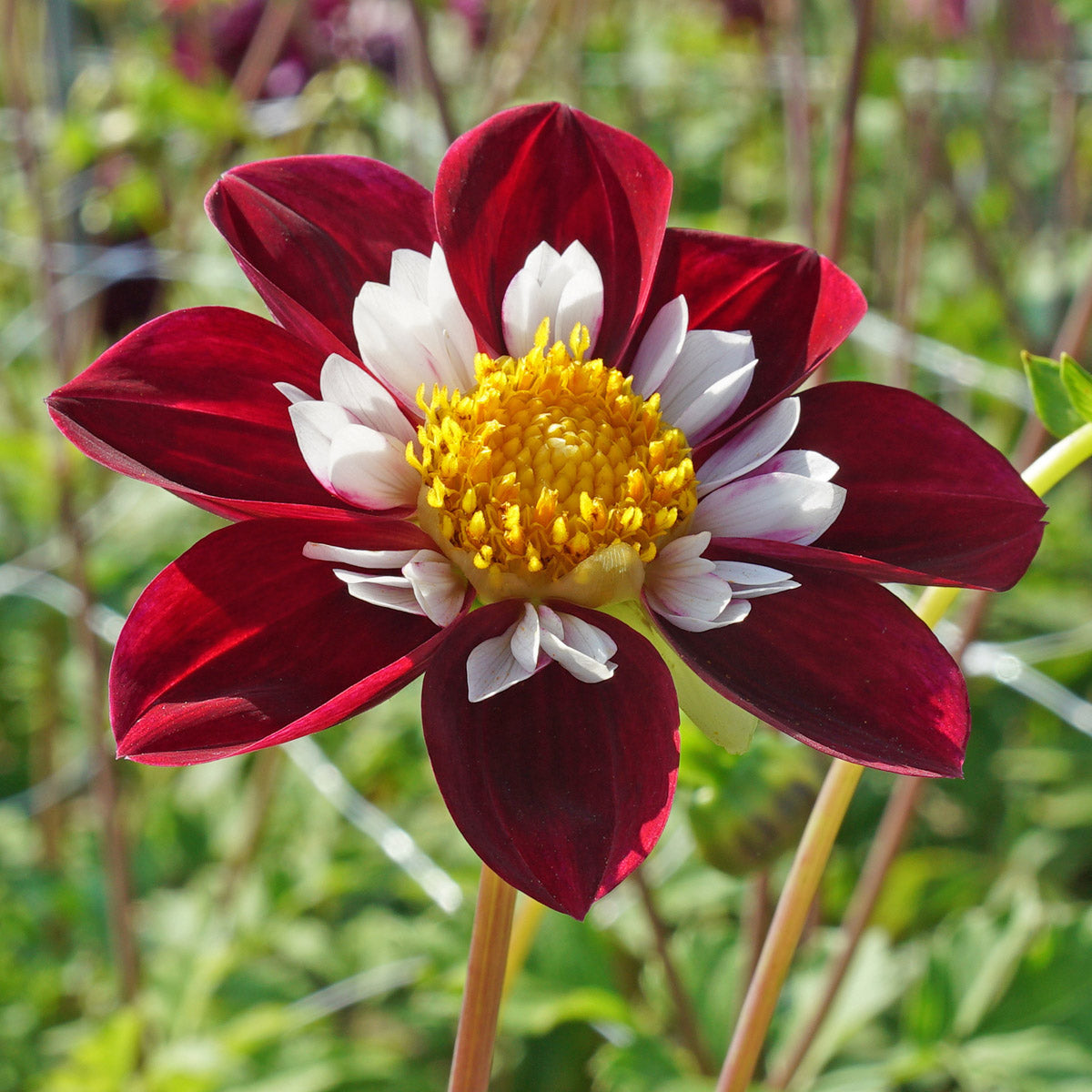 Dahlia Mary Evelyn