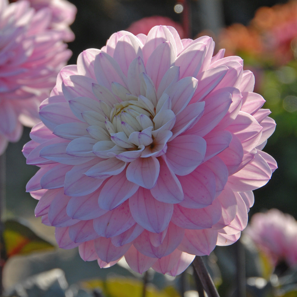 Dahlia Melody Harmony