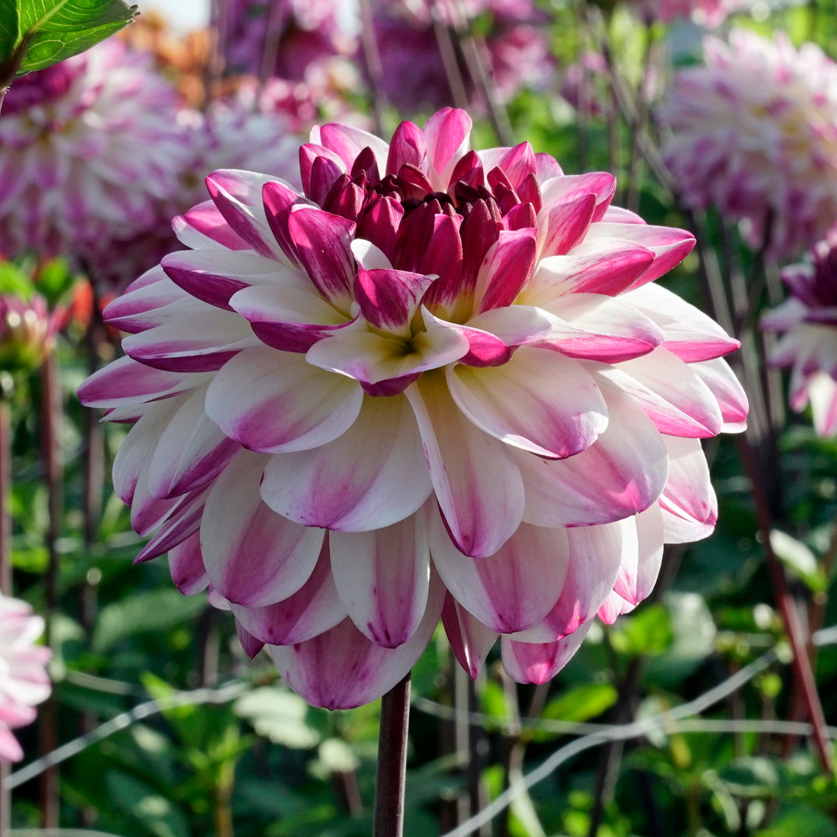 Dahlia Nina's Choice