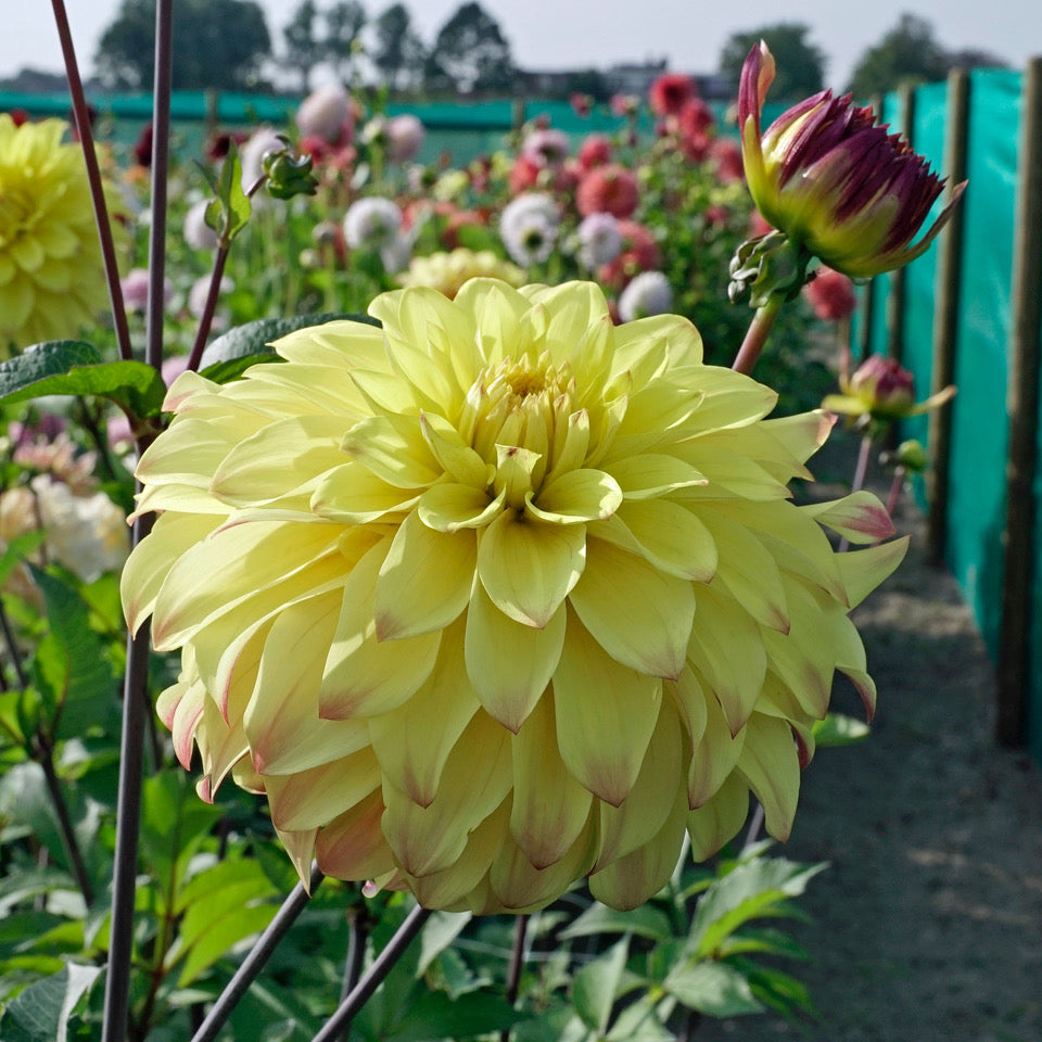 Dahlia Parasol