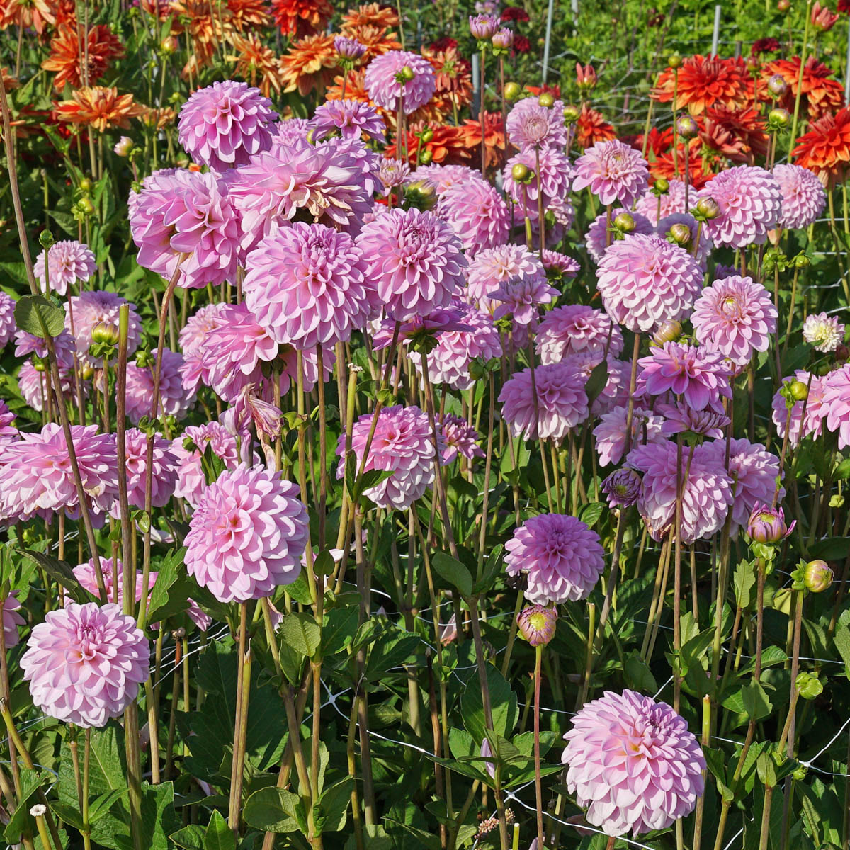 Dahlia Pink Pop