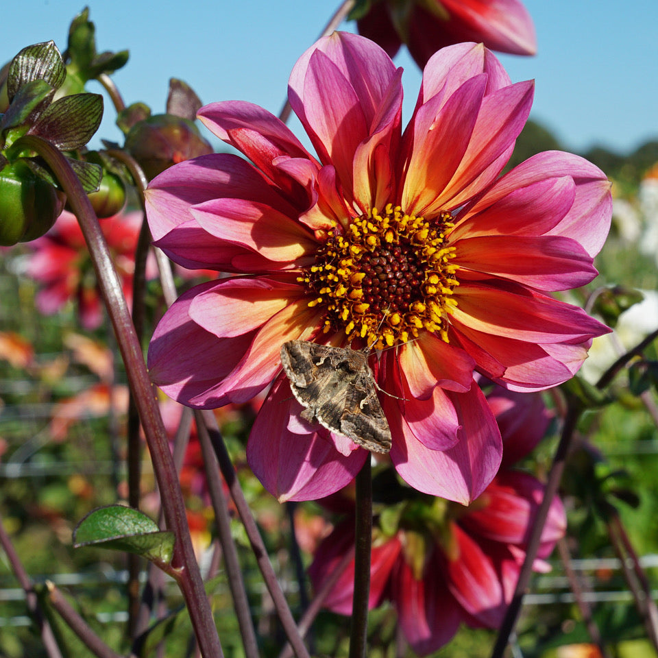 Dahlia Princess Nadine