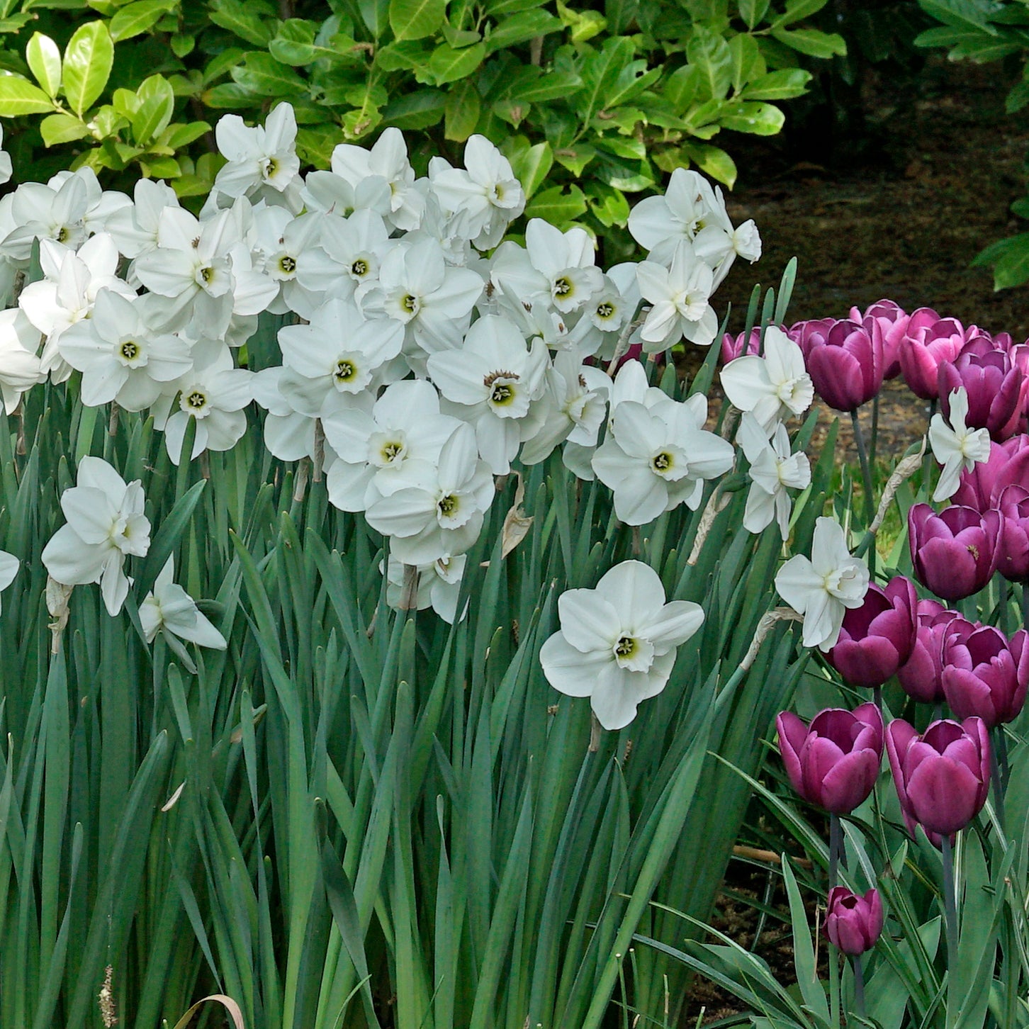Daffodil Emerald Green (Narcissus) | per 10 bulbs | Fluwel