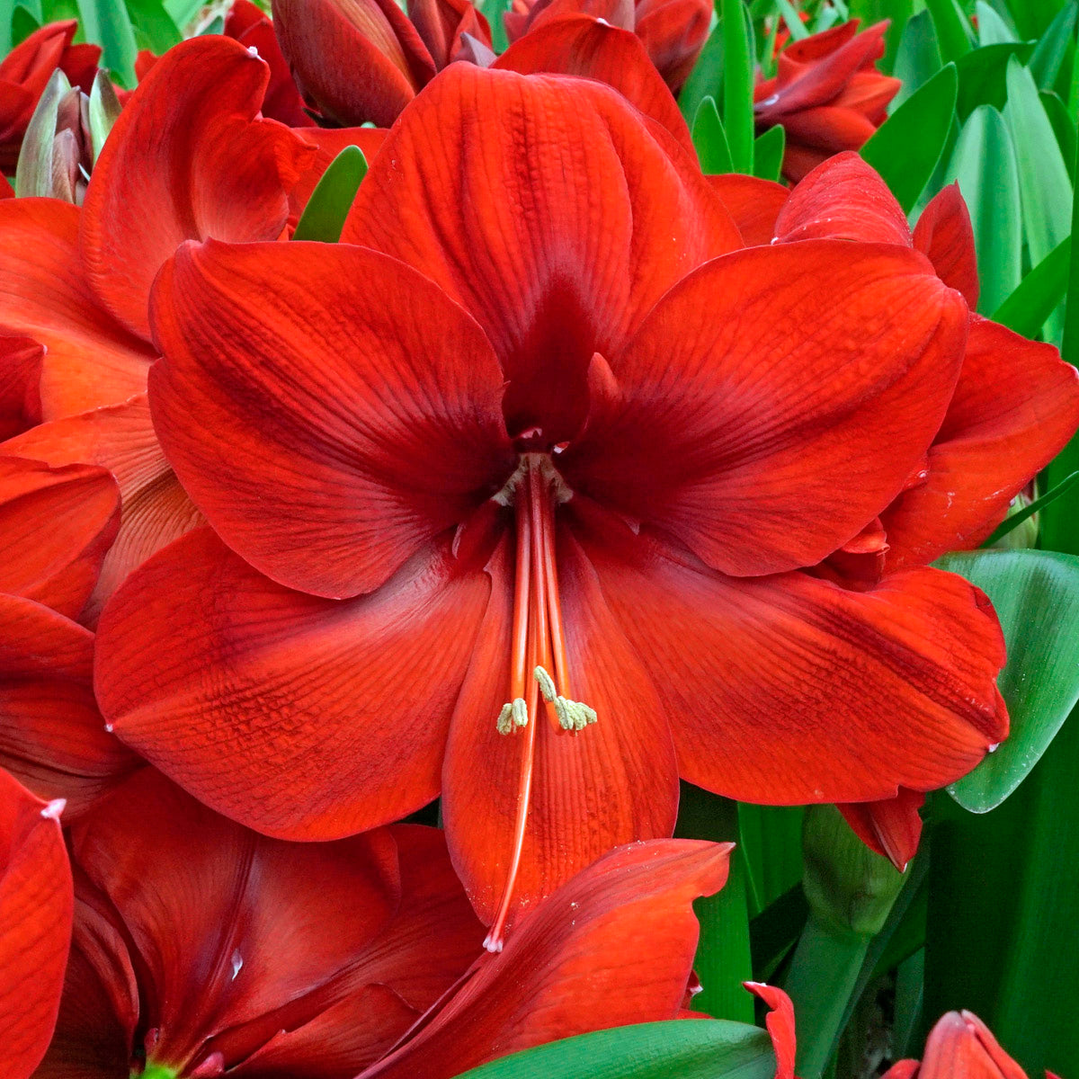 Amaryllis Fireball